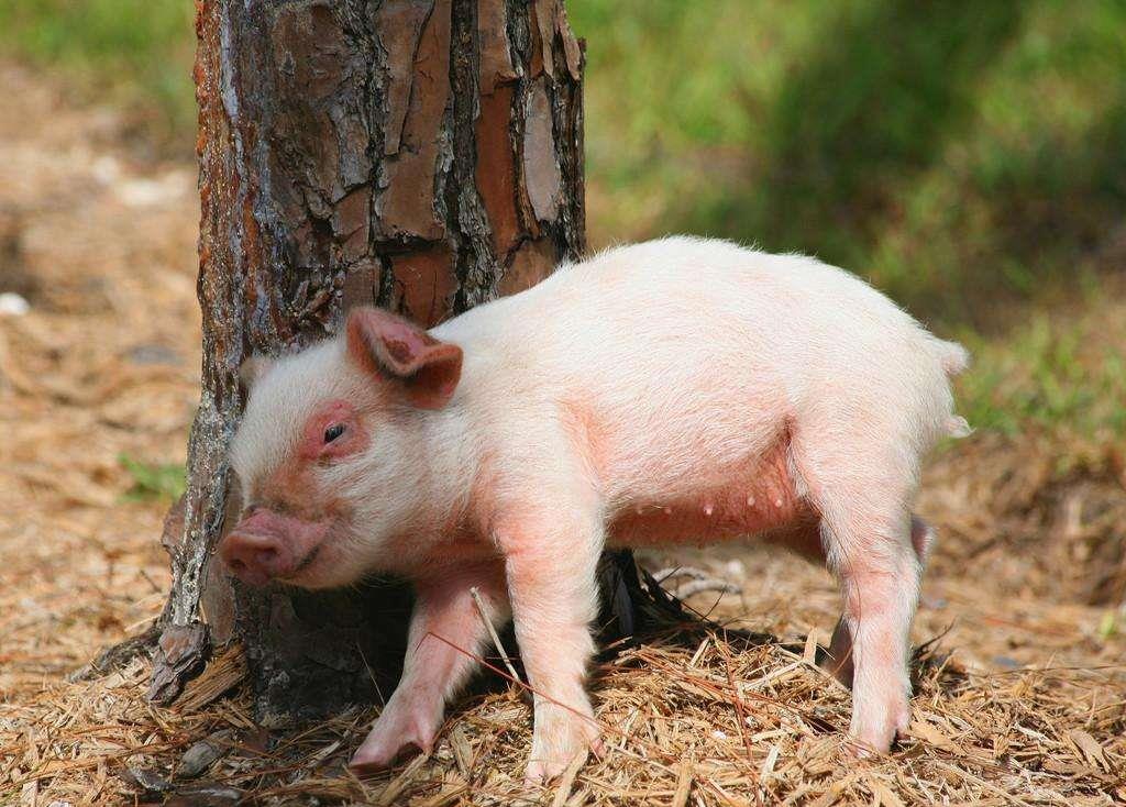 3月中旬起,运势好转的4生肖,富贵无双,好事连连