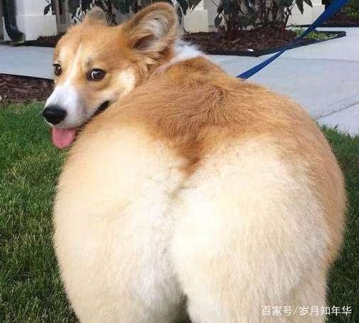 宠物知识--你真的适合养威尔士柯基犬吗
