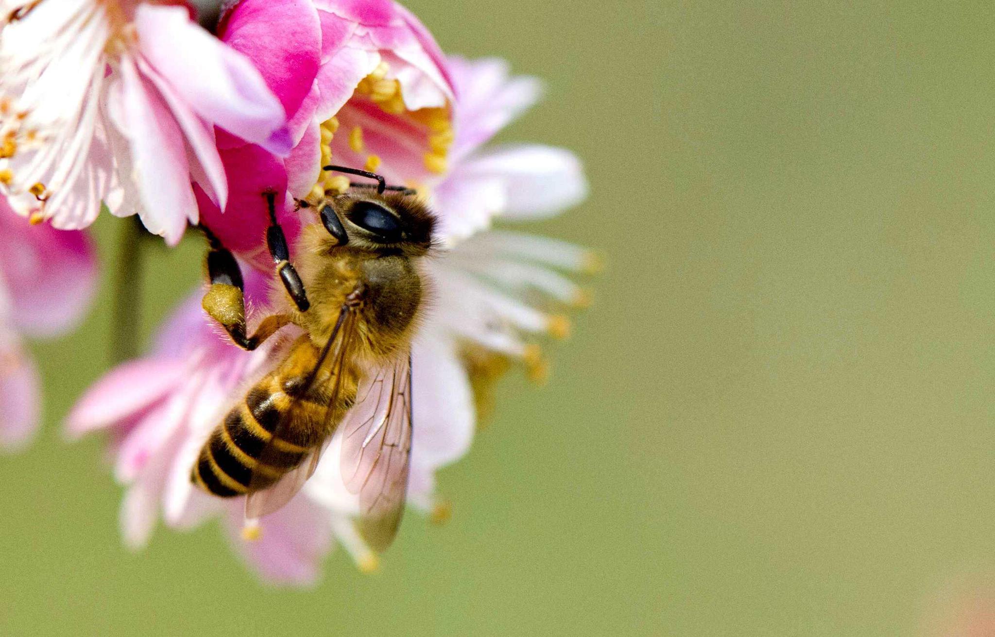 【勤劳的小蜜蜂摄影图片】生态摄影_太平洋电脑网摄影部落