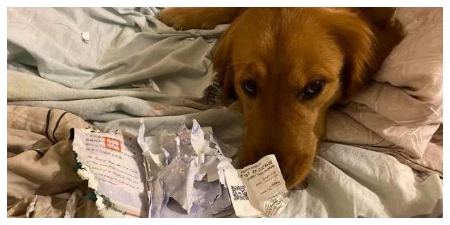 2020台湾护照排名_2020全球最强护照出炉日本蝉联第1加国排第9(2)