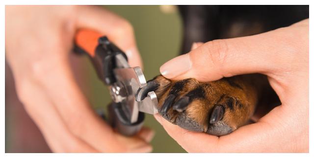 如何给狗剪指甲不反抗 0072-ipzreiw9744462.jpg