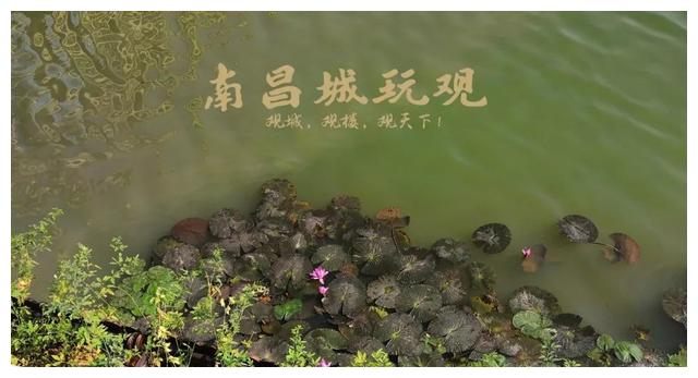 大变样！南昌百花洲、八一公园将变成这样…