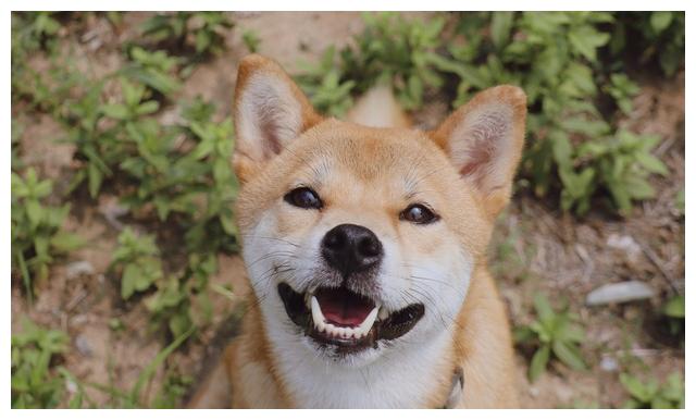 这6种小型犬非常忠心 养过的人 都说不后悔