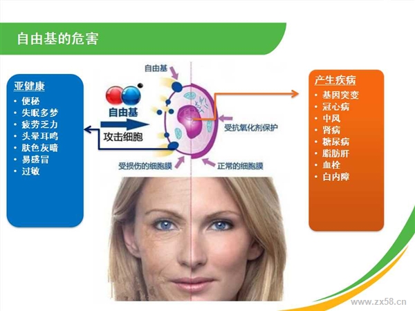 抗自由基=抗氧化