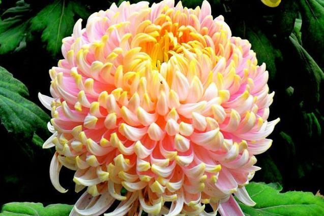 喜欢菊花,不如养盆"珍品名菊"唐宇秋荷,淡雅清奇,美艳