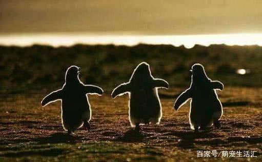 三只在夕阳下奔跑的小企鹅!走路一拐一拐的萌死啦