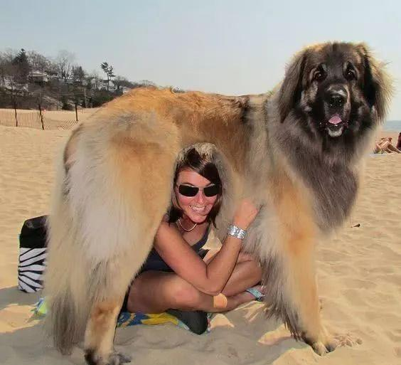 "北欧巨兽"高加索犬:俄罗斯国宝犬种,养了这狗才是真有安全感