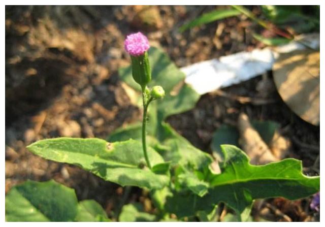 这种长着小红花的野草,农民咳嗽时挖来煮水喝,人称"一点红"