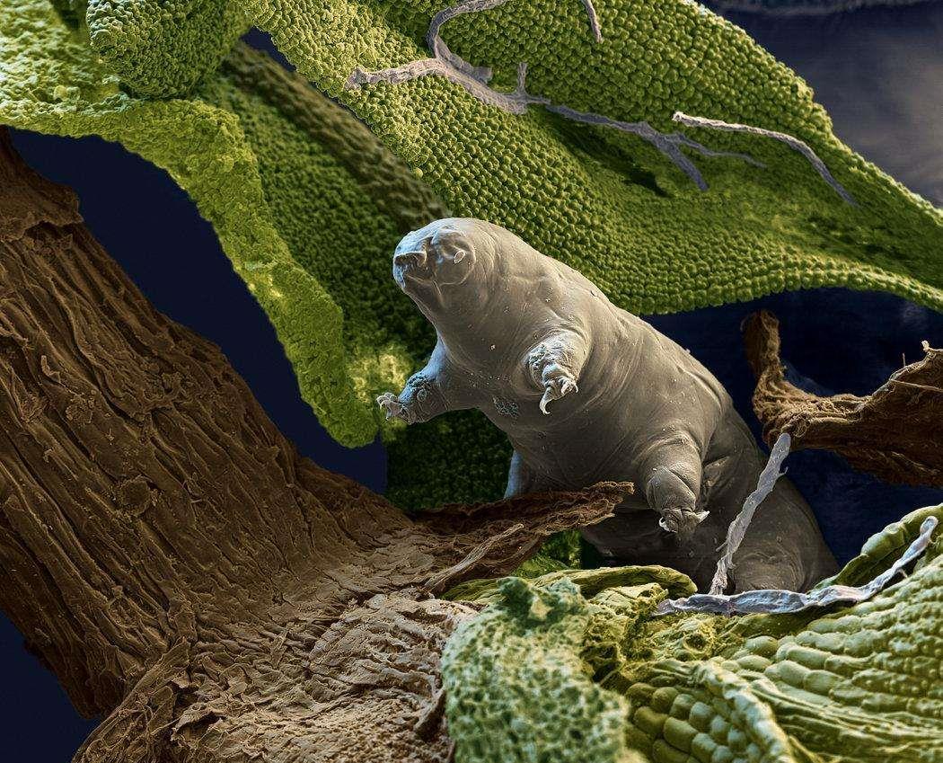 地表最强生命!能在外太空生存,和太阳同寿的水熊虫