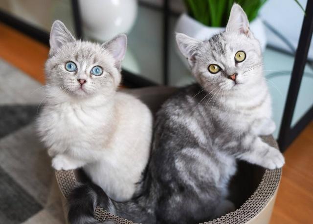 猫腹水不等于猫传腹,一篇文章告诉你猫腹水到