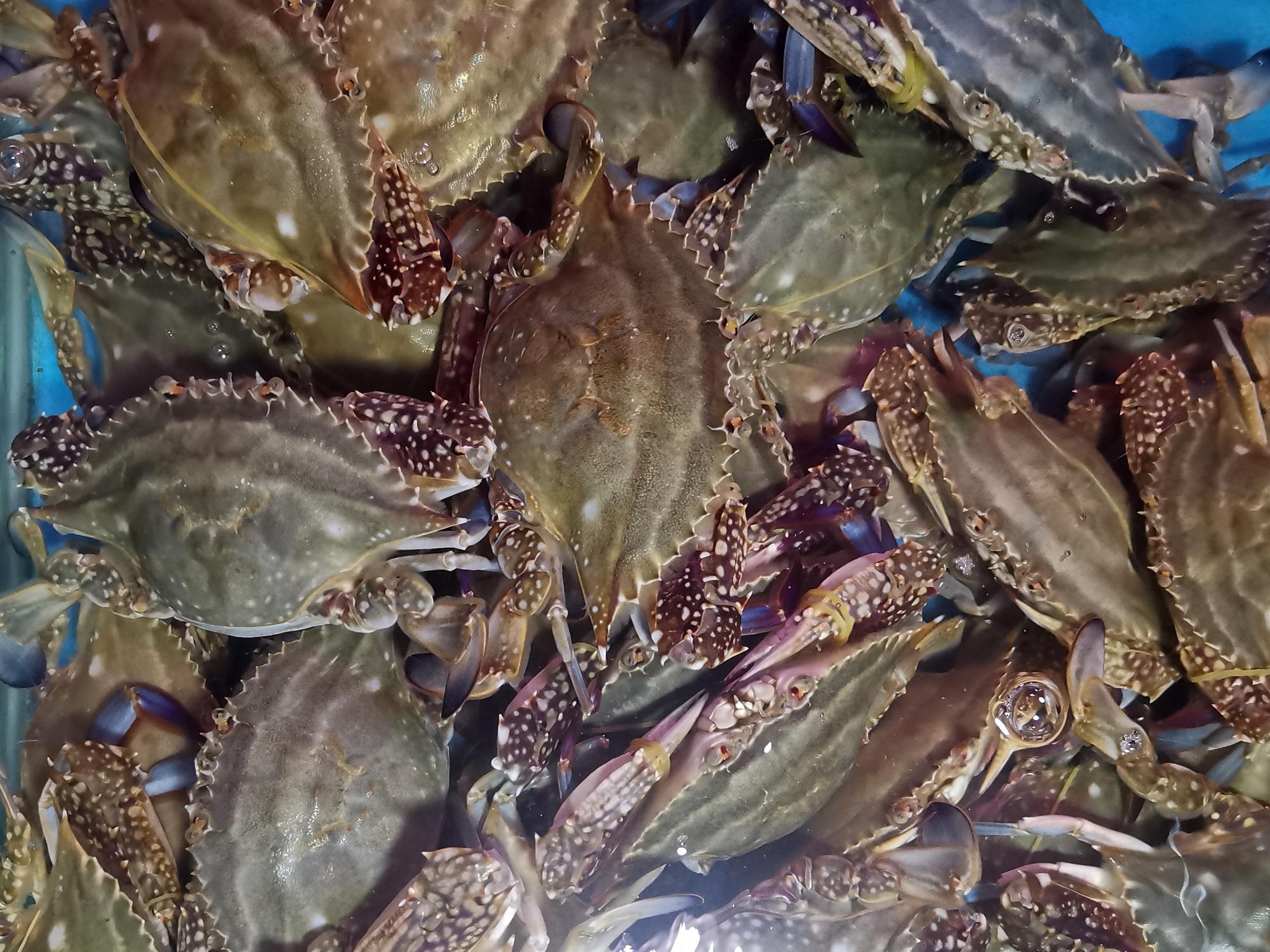 别争了，“石夹红”和“花盖”都是日本蟳