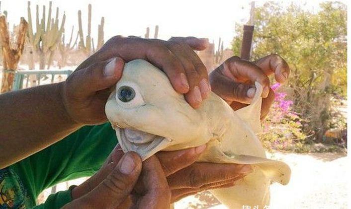世界上最奇特的生物,独眼鲨鱼榜上有名,犹如外星来客!