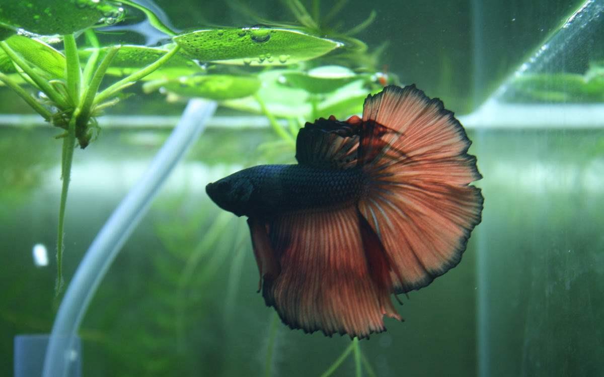 斗鱼是最绚丽的鱼?养殖斗鱼打斗死亡,教你高效