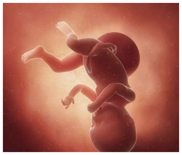 怀孕1-42周3d胎儿超声图全记录,原来胎儿经历了如此神奇的变化