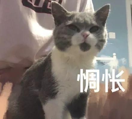 小猫咪眉头一皱发现事情并不简单沙雕猫狗表情