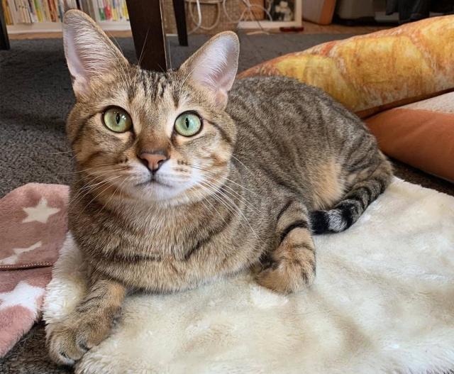 猫腹水不等于“猫传腹”，一篇文章告诉你猫腹水到底是什么