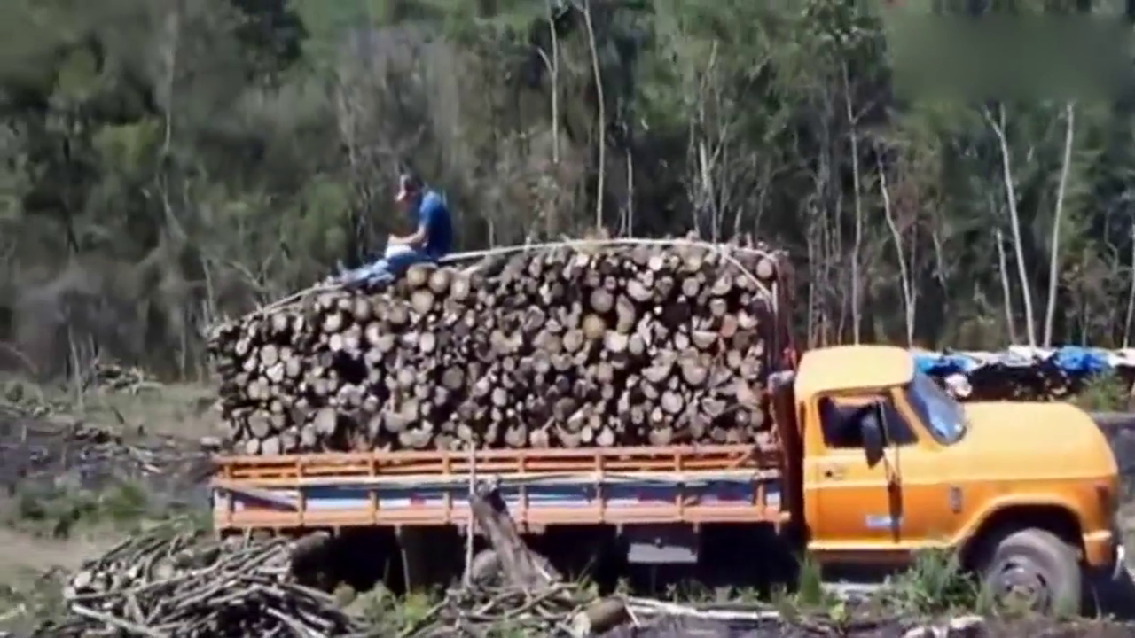 开着卡车去拉树，结果超载了3吨 小伙懵了！
