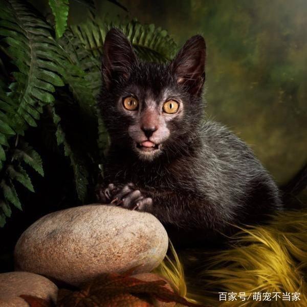 这是什么猫长得像孙悟空新品种“狼猫”，是无毛猫