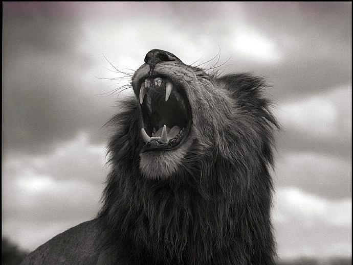 狮子王,摄影师镜头下的草原之王,尽显霸气王者风范!