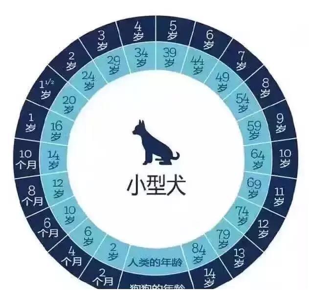 狗狗年龄的对照表,你家狗狗多大了呢?