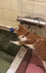 这只猫学会了，人类的测试水温技能！
