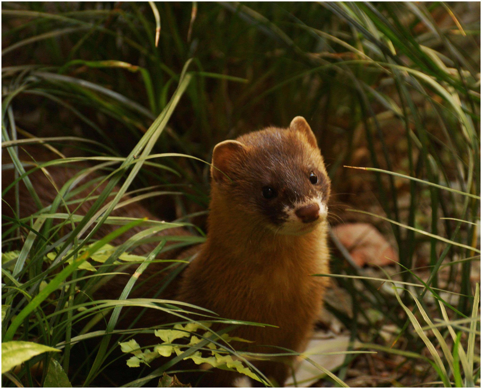 帮我查找黄鼠狼钻鸡窝的歇后语