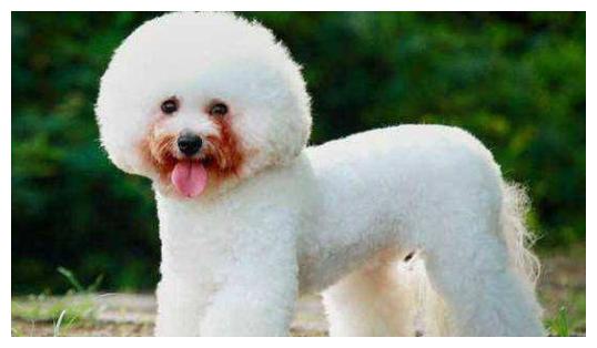 怎么解决比熊犬泪严重问题 与你分享最实用的办法