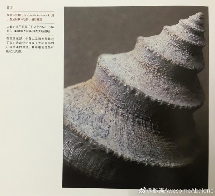 趋同演化：世上有没有另一个“我”？