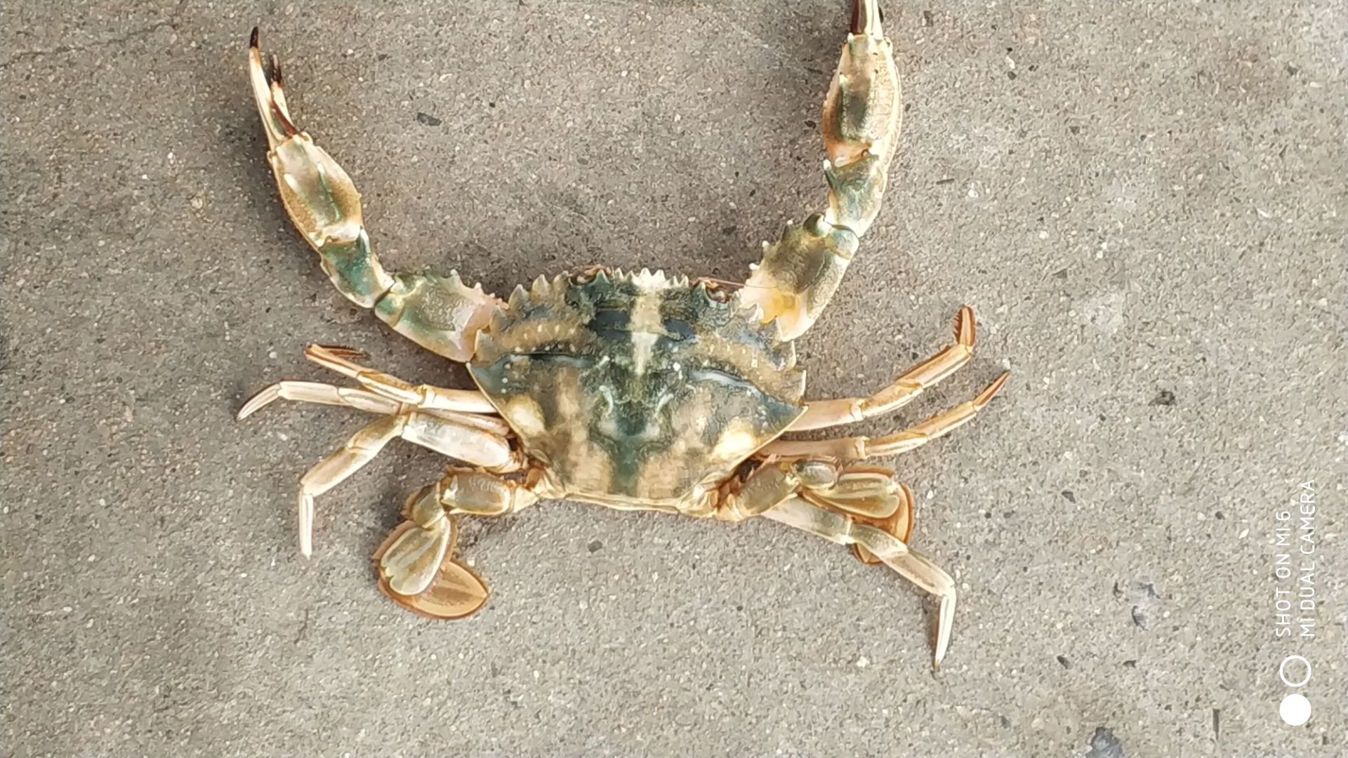 别争了，“石夹红”和“花盖”都是日本蟳