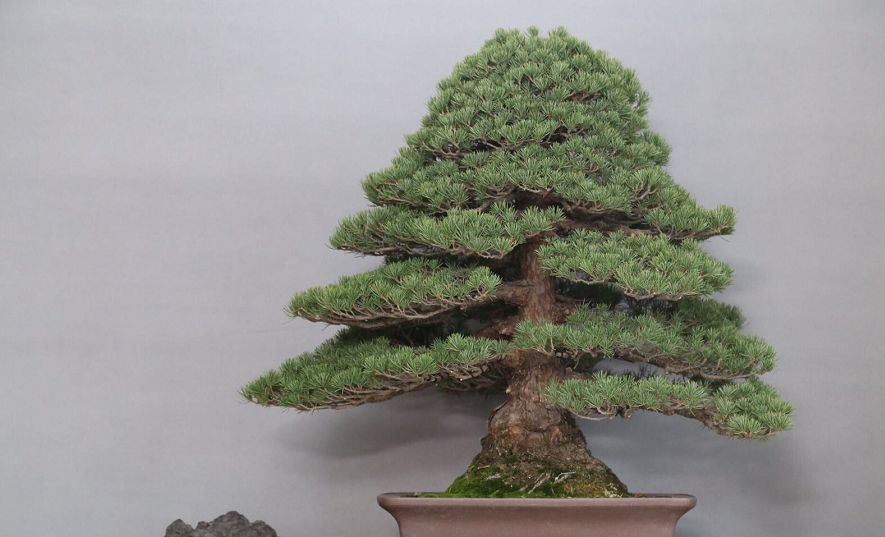 盆景艺术,盆景艺术之美,富有艺术气息|盆景|五针松|日本红枫_新浪新闻