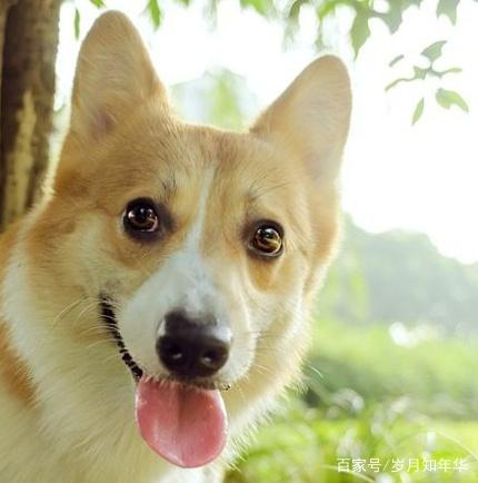 宠物知识--你真的适合养威尔士柯基犬吗