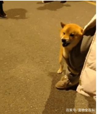 "狗仗人势"的柴犬,抱着主人的腿和边牧吵架,狗你要拦着我啊