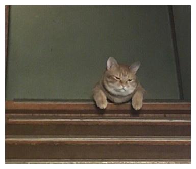 主人忘给猫咪喂饭,回家时见猫咪趴在楼梯上,一看表情大事不妙