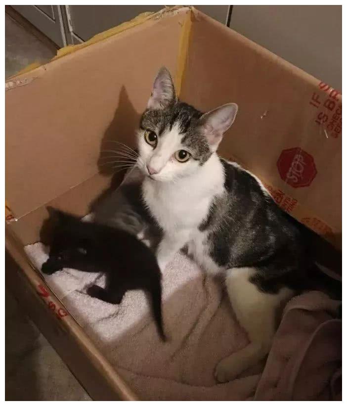 流浪猫带着宝宝上门求助,见到它我就知道它已