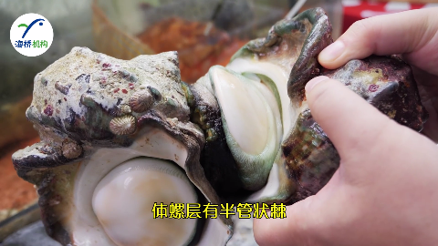 日本海鲜市场小贩清理大夜光贝 螺肉切片做角蝾螺刺身