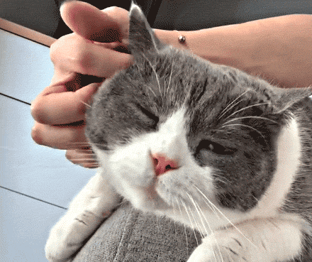壁纸 动物 猫 猫咪 小猫 桌面 440_369 gif 动态图 动图