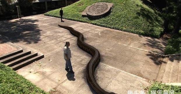 大蛇成蟒，大蟒成蛟，这就是史前最巨大的大蟒蛇