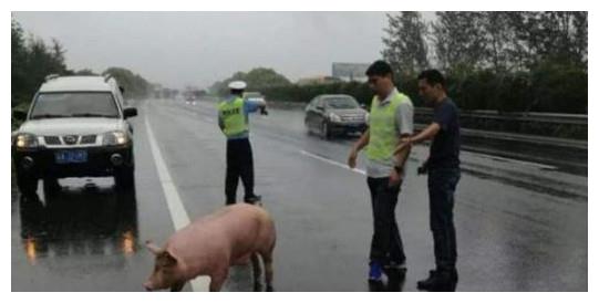 高速上开车遇见动物,是让道还是撞上去,两者各有什么后果?