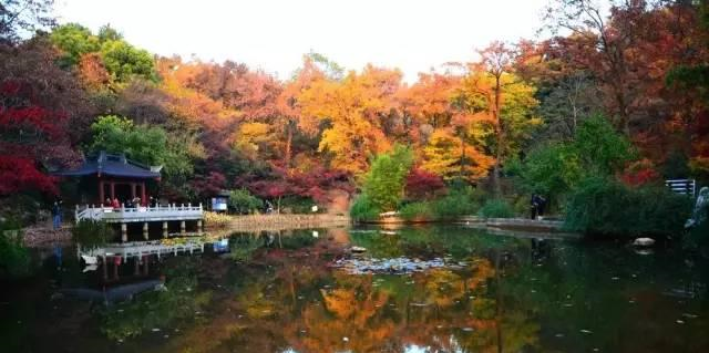 栖霞山的红叶狩