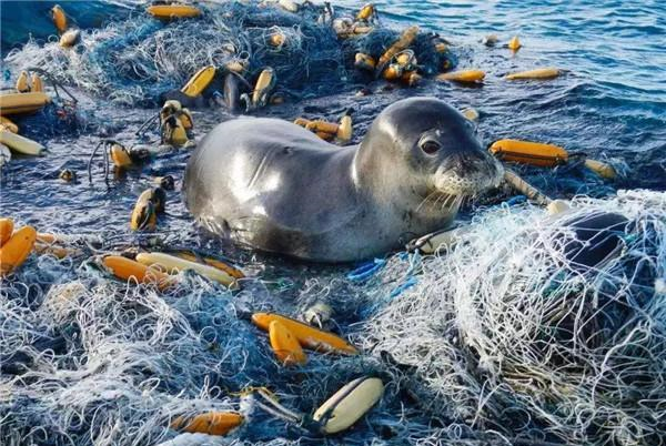 过滤无用，致海洋生物丧命的塑料微粒，可能就在我们的食物里