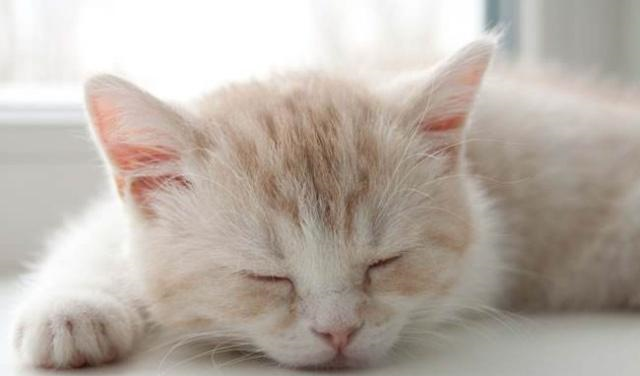 猫咪换新粮后出现拉稀带血的症状，这是怎么回事