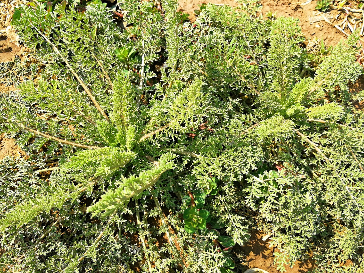 这种野菜叫米米蒿,又叫抱娘蒿,播娘蒿,麦蒿,叶子细密,似胡萝卜缨.