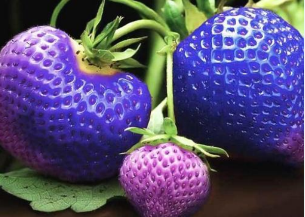 世界上这5种奇葩的水果,土豪都不一定吃过!蓝色草莓你