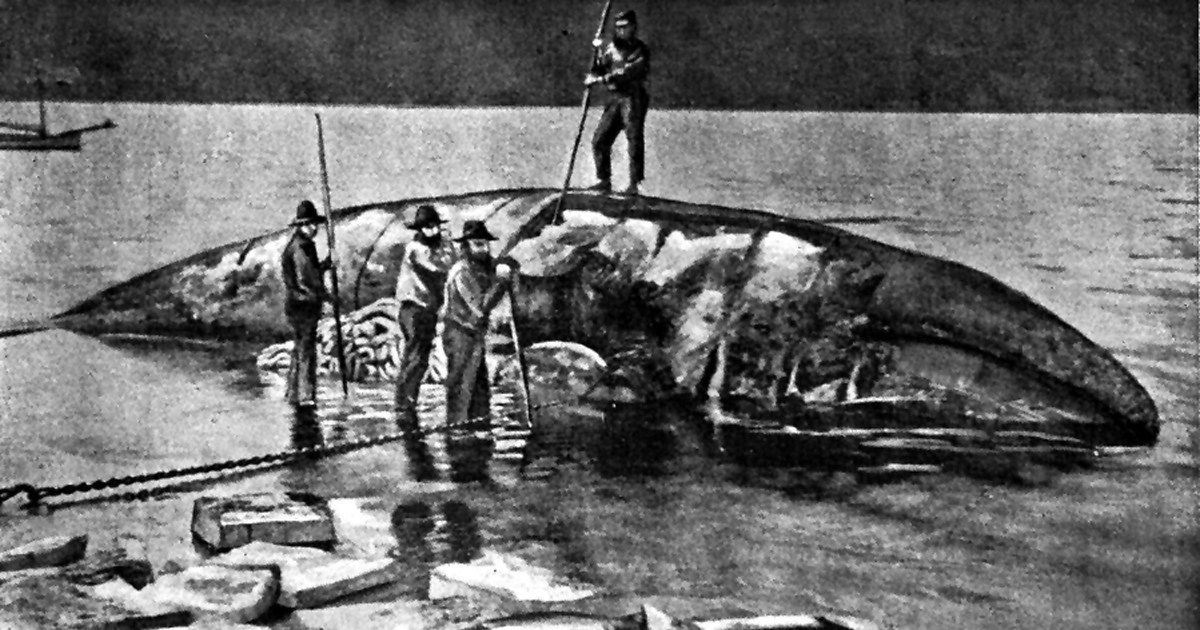 19世纪中叶阿拉伯人口有多少_人口普查(2)