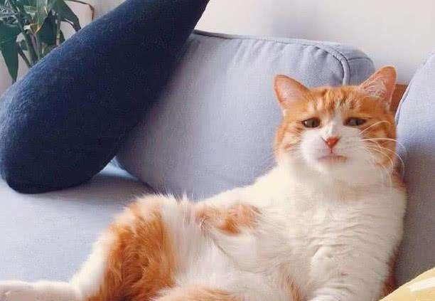 猫咪换新粮后出现拉稀带血的症状，这是怎么回事