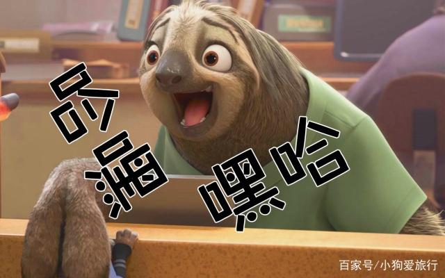 50%的树懒意外死亡，都是因为下树拉屎，网友空投不行吗
