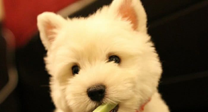 经常养狗狗的人,都会有这两种病,相信你也有