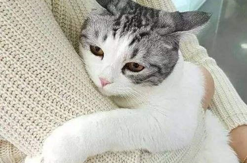 猫咪换新粮后出现拉稀带血的症状，这是怎么回事