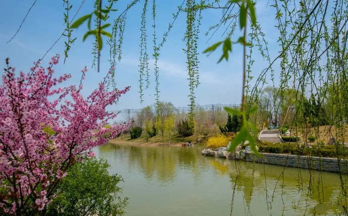 济南的春天,一定要去这些湿地公园逛逛!能赏花观鸟拍照!