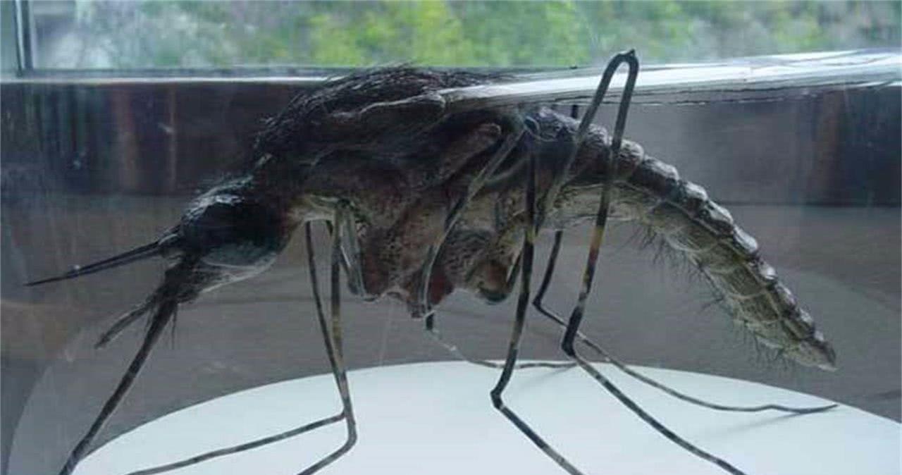 世界上最大的蚊子,体长可达35毫米,网友:能不能把人吸